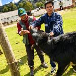 COOPERATIVA LOS ANDES REALIZA ASISTENCIA TÉCNICA PECUARIA EN SAN PABLO DE OCCO